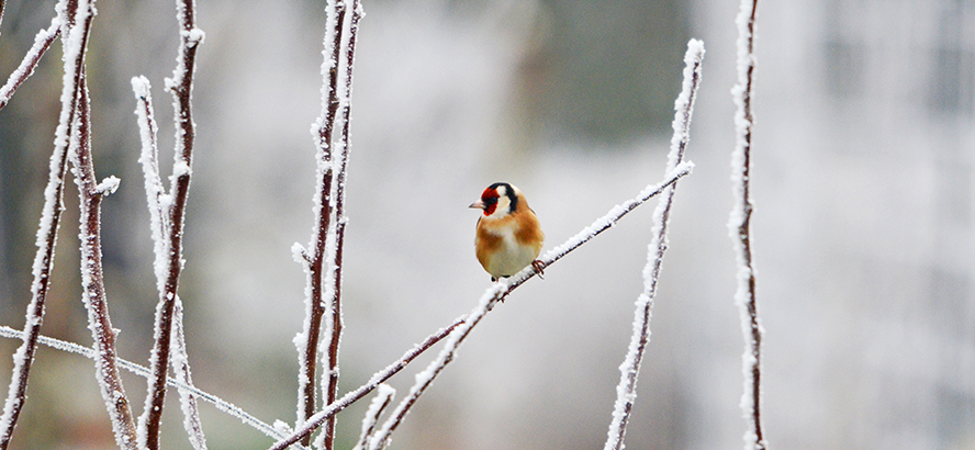 Chardonneret élégant © Didier Barraud